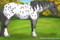 Horse Color:Liver Red Roan Appaloosa 