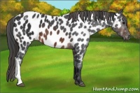 Horse Color:Brown Near Leopard 
