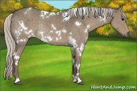 Horse Color:White Spotted Silver Grullo Rabicano