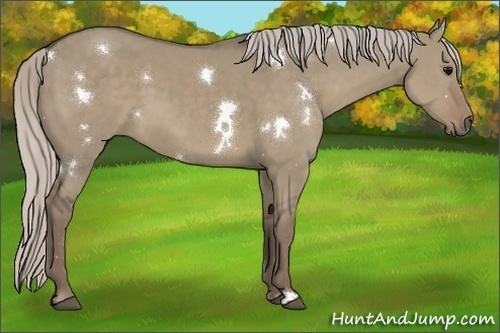 Horse Color:White Spotted Silver Grullo 