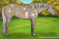 Horse Color:White Spotted Silver Grullo