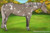 Horse Color:White Spotted Silver Grullo