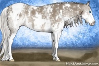 Horse Color:White Spotted Silver Grullo Splash