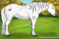 Horse Color:White Spotted Silver Grullo Chinchilla Roan Appaloosa Rabicano 