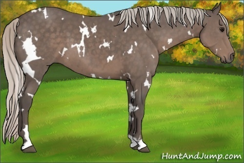 Horse Color:White Spotted Silver Black 
