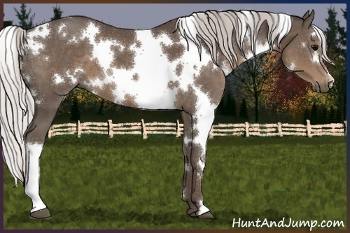 Horse Color:White Spotted Silver Black 