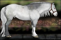 Horse Color:Silver Blue Chinchilla Roan