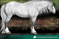 Horse Color:Silver Blue Chinchilla Roan 