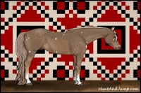 Horse Color:White Spotted Chocolate Palomino