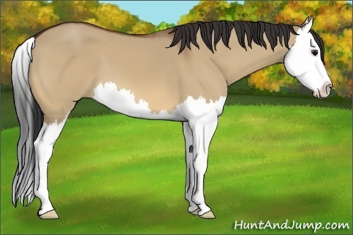 Horse Color:Bay Dun Splash 