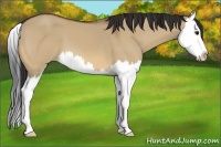 Horse Color:Bay Dun Splash