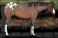 Horse Color:Bay Roan Appaloosa