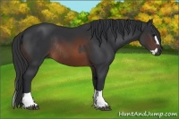 Horse Color:Brown Rabicano  and Brown Splash Rabicano 