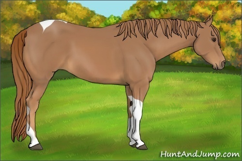 Horse Color:Chestnut Tobiano