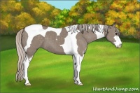 Horse Color:Silver Grullo Sabino Tobiano