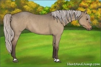 Horse Color:Silver Grullo Roan 