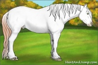 Horse Color:Amber Champagne Dun Appaloosa 