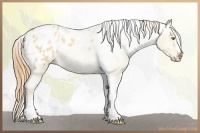 Horse Color:Gold Champagne Roan Dun Splash Tobiano Frame Blanket Rabicano 