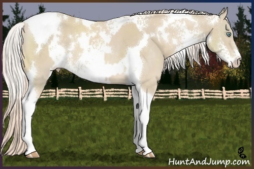 Horse Color:White Spotted Cremello and Cremello Sabino Tobiano