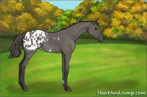 Horse Color:Grullo Appaloosa 