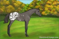 Horse Color:Grullo Appaloosa 