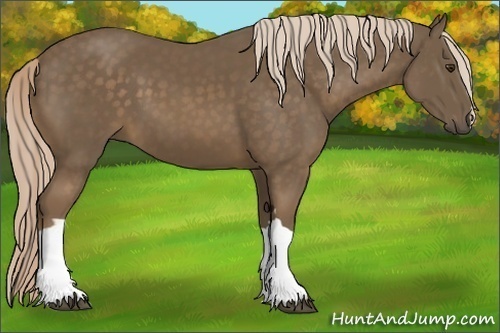 Horse Color:Chocolate Palomino 