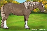 Horse Color:Chocolate Palomino 