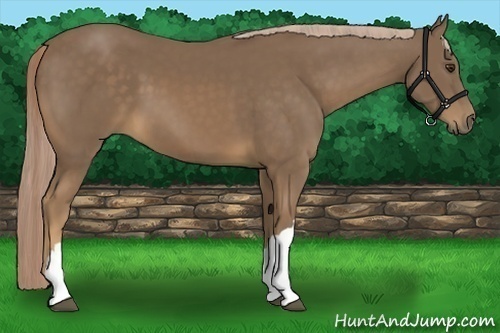Horse Color:Chocolate Palomino 