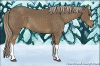 Horse Color:Chocolate Palomino 