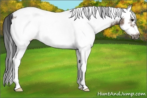 Horse Color:White Spotted Brown Dun Splash Frame