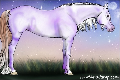 Horse Color:Brown Near Leopard Rabicano
