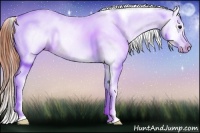 Horse Color:Brown Near Leopard Rabicano