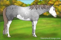 Horse Color:Liver Chestnut Splash Appaloosa 