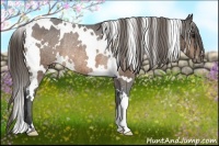 Horse Color:White Spotted Buckskin Varnish Rabicano 