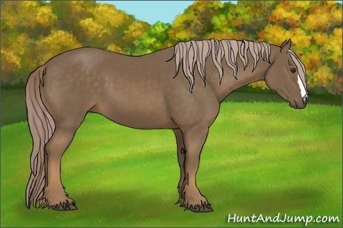 Horse Color:Chocolate Palomino