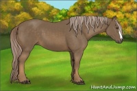Horse Color:Chocolate Palomino 