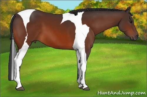 Horse Color:Bay Tobiano Frame