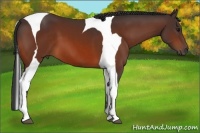 Horse Color:Bay Tobiano Frame 