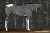 Horse Color:Liver Red Roan Tobiano 