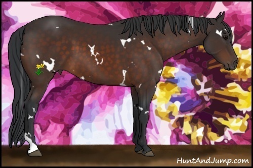 Horse Color:White Spotted Bay Tobiano 