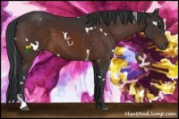 Horse Color:White Spotted Bay Tobiano 