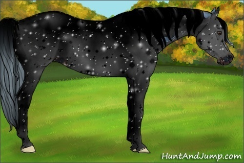 Horse Color:ERROR: UNKNOWN ANOMALY