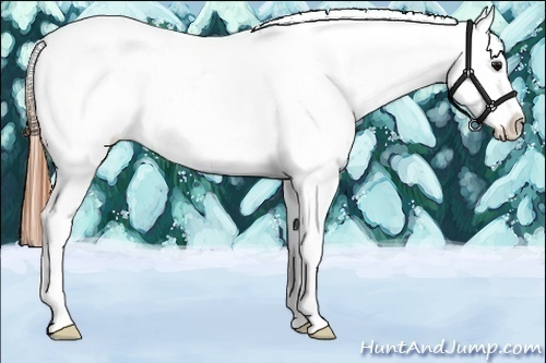 Horse Color:Buckskin Varnish Rabicano 
