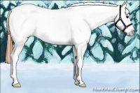 Horse Color:Buckskin Varnish Rabicano