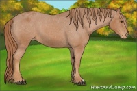 Horse Color:Chestnut Appaloosa