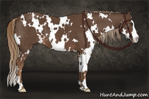 Horse Color:White Spotted Liver Chestnut Splash Frame 