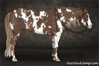 Horse Color:White Spotted Liver Chestnut Splash Frame