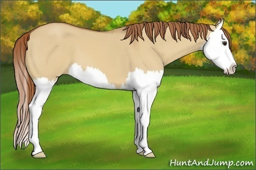 Horse Color:Red Dun Splash 