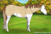 Horse Color:Red Dun Splash 