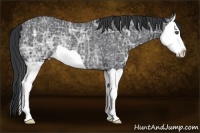 Horse Color:Black Ice Splash Rabicano 